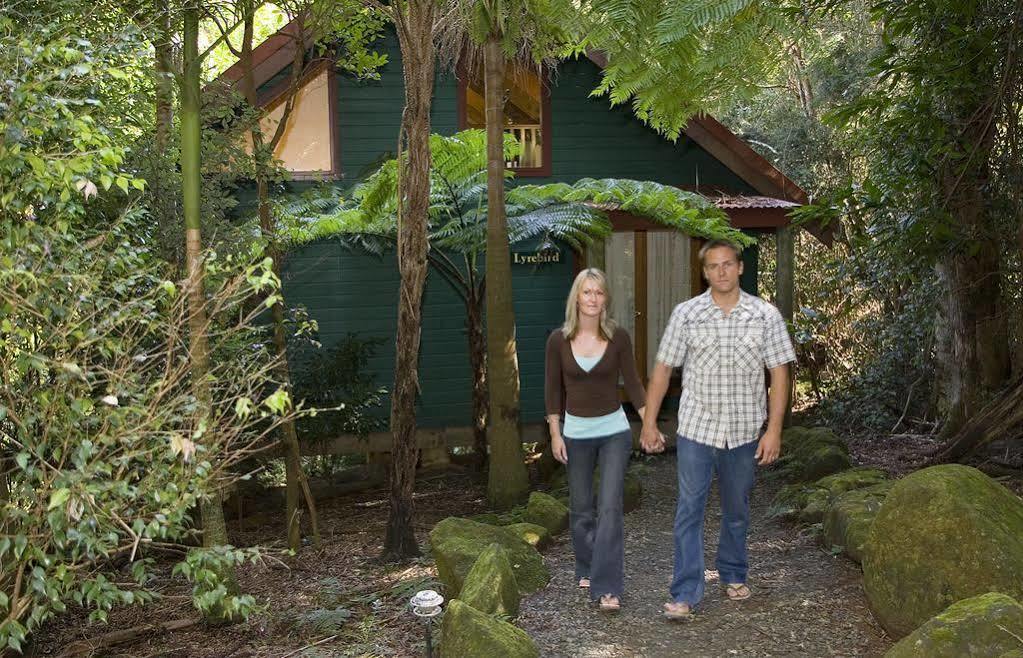 Villa Springbrook Lyrebird Retreat Extérieur photo